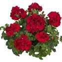 Afbeelding van Geranium Hang P12 Double Medio Karolina